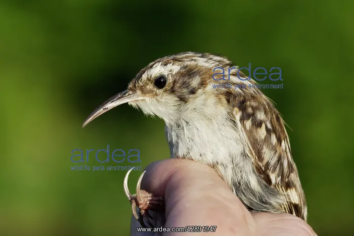 : Short-toed Treecreeper - being held : Short-toed Treecreeper - being held