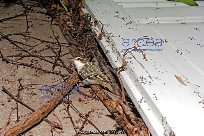 : Short-toed Treecreeper - by nest behind a shutter : Short-toed Treecreeper - by nest behind a shutter