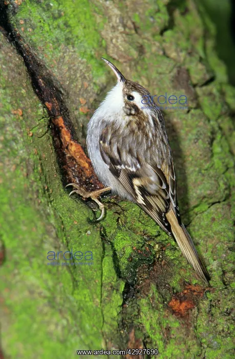 : Short-toed TREECREEPER - searching for food on tree stem : Short-toed TREECREEPER - searching for food on tree stem