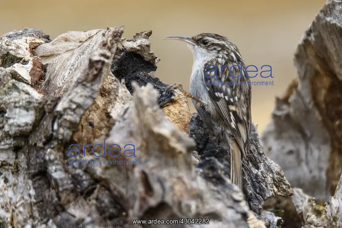  : Short-toed Treecreeper - on a tree trunk - Castile