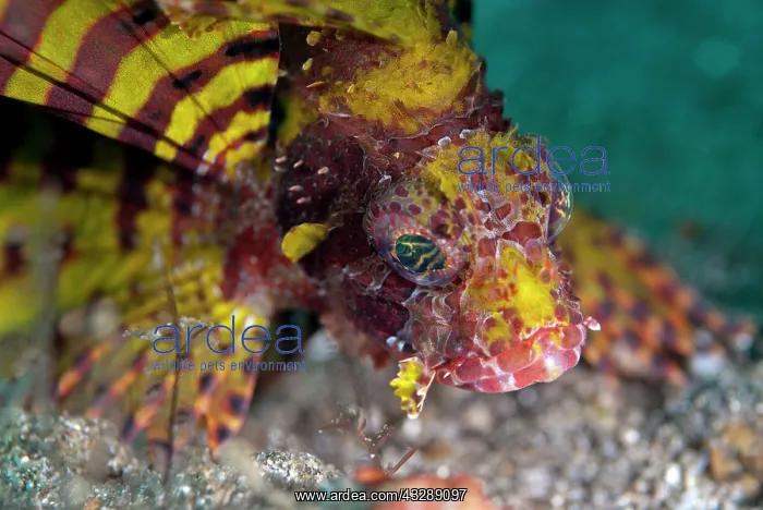 : Shortfin Lionfish : Shortfin Lionfish