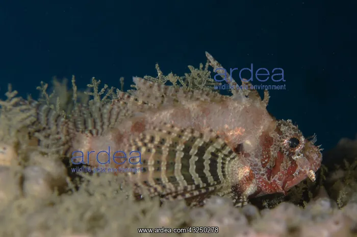 : Shortfin Lionfish - Air Manis dive site, Ambon : Shortfin Lionfish - Air Manis dive site, Ambon