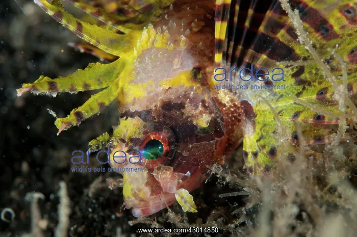 : Shortfin Lionfish with colorful fins during night dive : Shortfin Lionfish with colorful fins during night dive