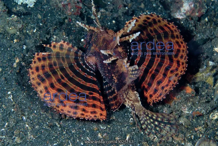 : Shortfin Lionfish displaying fan-like pectoral fins : Shortfin Lionfish displaying fan-like pectoral fins