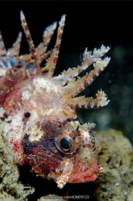 : Shortfin Lionfish displaying spines TK1 dive site : Shortfin Lionfish displaying spines TK1 dive site