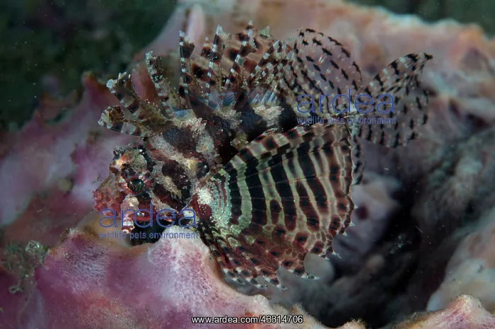 : Shortfin Lionfish - with fan-like fins : Shortfin Lionfish - with fan-like fins