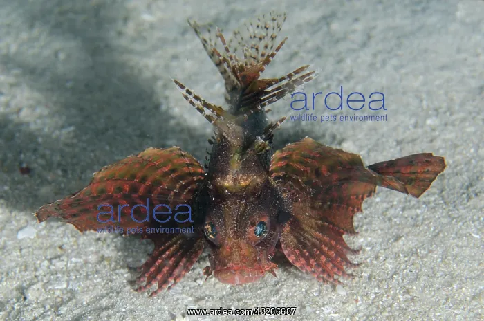 : Shortfin Lionfish - hunting on sand - night dive : Shortfin Lionfish - hunting on sand - night dive