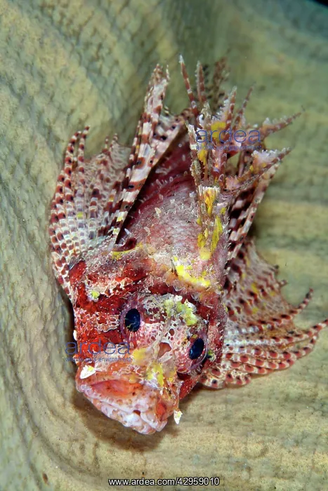 : Shortfin Lionfish - inside of sponge : Shortfin Lionfish - inside of sponge