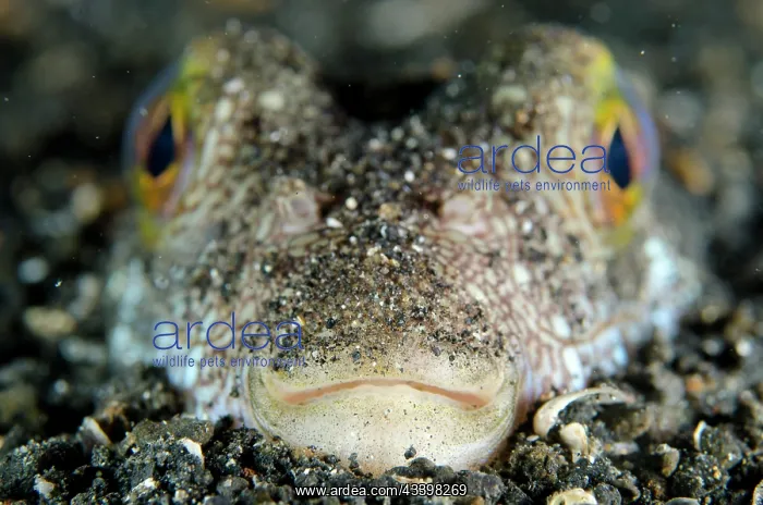 : Shortfin Puffer : Shortfin Puffer
