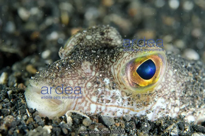 : Shortfin Puffer : Shortfin Puffer