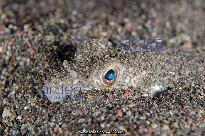 : Shortfin Puffer buried in sand - night dive - Melasti : Shortfin Puffer buried in sand - night dive - Melasti