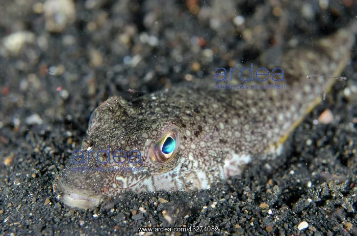 : Shortfin puffer (Torquigener brevipinnis) adult : Shortfin puffer (Torquigener brevipinnis) adult