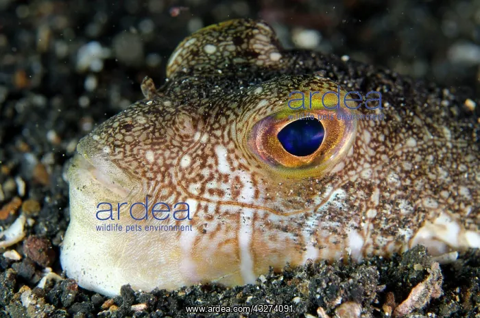 : Shortfin puffer (Torquigener brevipinnis) adult : Shortfin puffer (Torquigener brevipinnis) adult