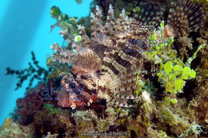 : Shortfin Turkeyfish : Shortfin Turkeyfish
