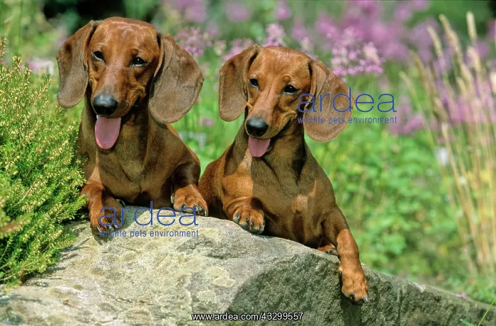 : Shorthaired dachshund : Shorthaired dachshund