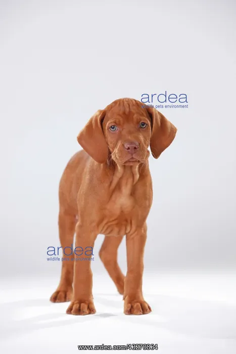 : Shorthaired Hungarian pointer, puppy, 9 weeks, standing : Shorthaired Hungarian pointer, puppy, 9 weeks, standing