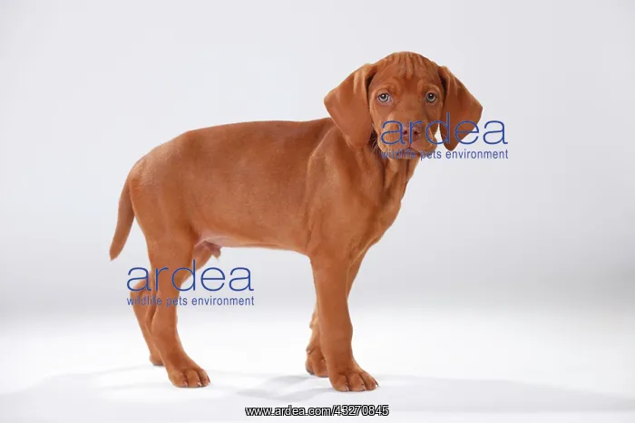 : Shorthaired Hungarian pointer, puppy, 9 weeks, standing : Shorthaired Hungarian pointer, puppy, 9 weeks, standing