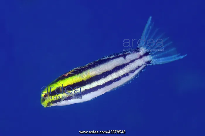 : Shorthead Fangblenny : Shorthead Fangblenny
