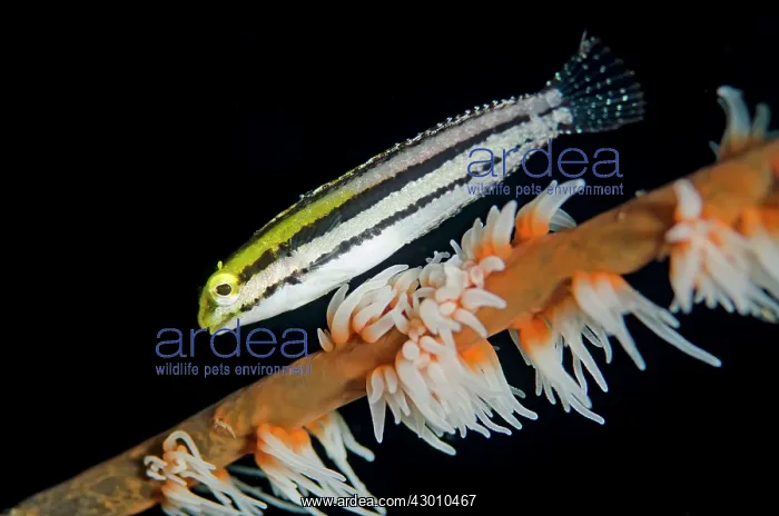 : Shorthead Fangblenny on whip coral Kareko Batu dive : Shorthead Fangblenny on whip coral Kareko Batu dive