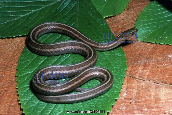 : Shorthead Garter Snake : Shorthead Garter Snake
