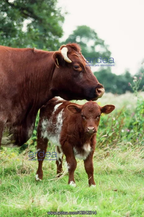 : Shorthorn Cattle - cow & calf : Shorthorn Cattle - cow & calf