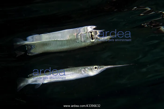 : Shortnose River Halfbeak : Shortnose River Halfbeak