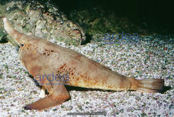 : Shortnose / Walking BATFISH : Shortnose / Walking BATFISH
