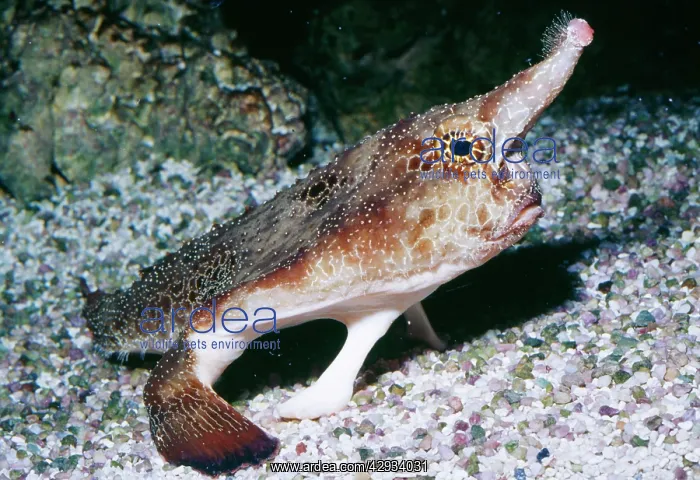 : Shortnose / Walking BATFISH : Shortnose / Walking BATFISH