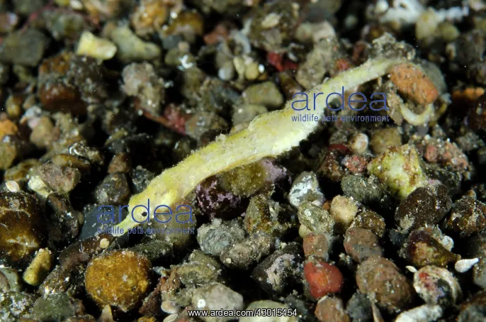 : Shortpouch Pygmy Pipehorse : Shortpouch Pygmy Pipehorse