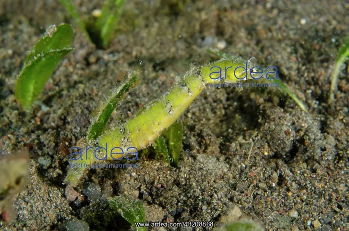 : Shortpouch Pygmy Pipehorse - Ghost Bay dive site : Shortpouch Pygmy Pipehorse - Ghost Bay dive site