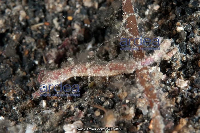  : Shortpouch Pygmy Pipehorse during night dive