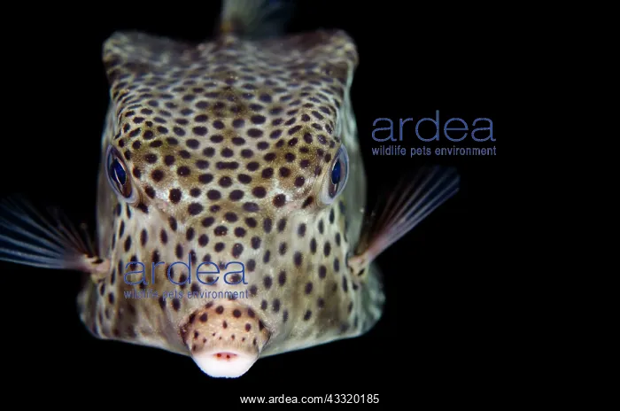 : Shortsnout Boxfish - on night dive : Shortsnout Boxfish - on night dive