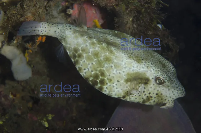 : Shortsnout Boxfish - Night dive, TK1 dive site : Shortsnout Boxfish - Night dive, TK1 dive site