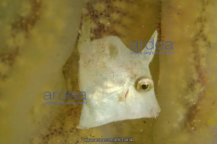 : Shortsnout Filefish inside tunicates Aer Bajo dive : Shortsnout Filefish inside tunicates Aer Bajo dive