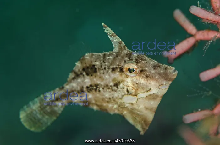 : Shortsnout Filefish Pantai Parigi dive site, Lembeh : Shortsnout Filefish Pantai Parigi dive site, Lembeh
