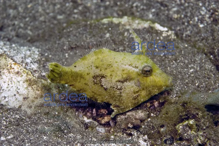 : Shortsnout filefish - Found in protected habitats : Shortsnout filefish - Found in protected habitats