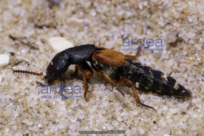 : Shortwing Platydracus stercorarius sitting on sa : Shortwing Platydracus stercorarius sitting on sa