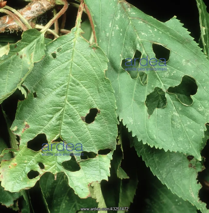 : Shot or bacterial canker : Shot or bacterial canker