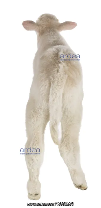 : Back shot of a Charolais calf in the studio : Back shot of a Charolais calf in the studio