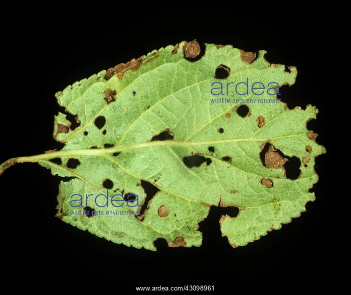 : Shot-hole Disease : Shot-hole Disease