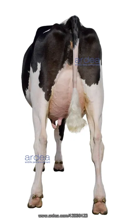 : Back shot of a Holstein cow in the studio : Back shot of a Holstein cow in the studio