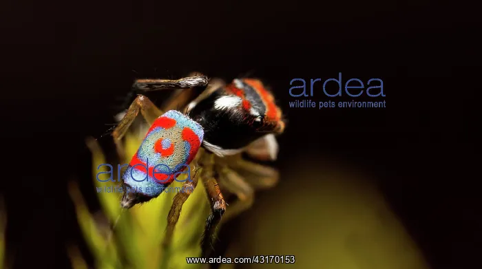 : A shot of the rear of a Male Maratus splendens as : A shot of the rear of a Male Maratus splendens as