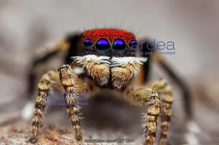 : Shot shows the bright red coloured scales on the : Shot shows the bright red coloured scales on the