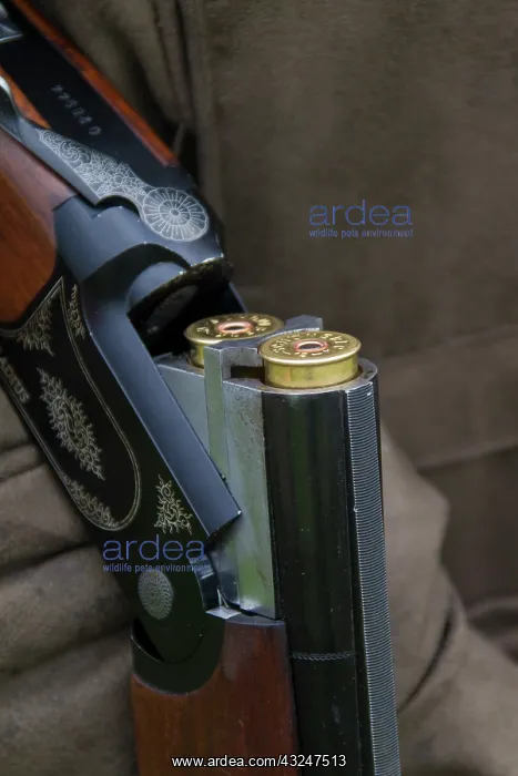 : Shotgun with small-shot cartridge hunting Germany : Shotgun with small-shot cartridge hunting Germany