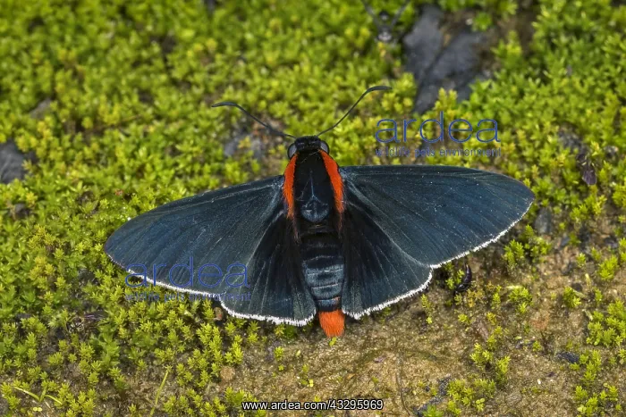 : Shoulder-streaked Firetip (Pyrrhopyge papius) Skipper : Shoulder-streaked Firetip (Pyrrhopyge papius) Skipper