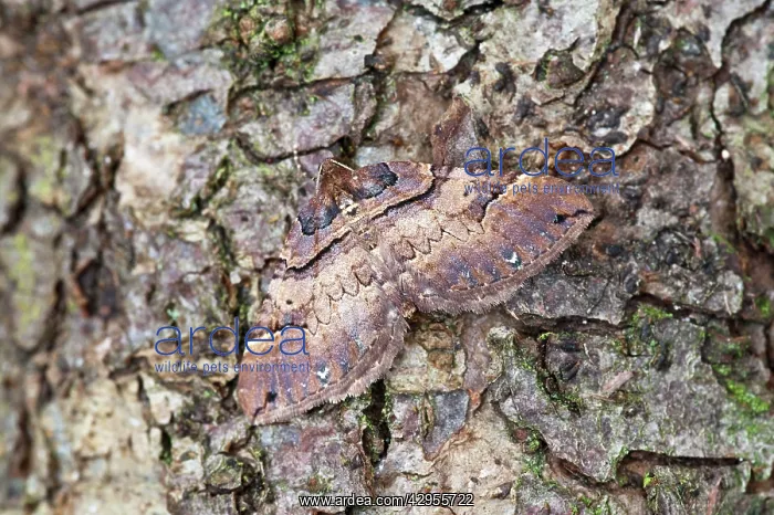 : Shoulder-stripe - on tree trunk : Shoulder-stripe - on tree trunk