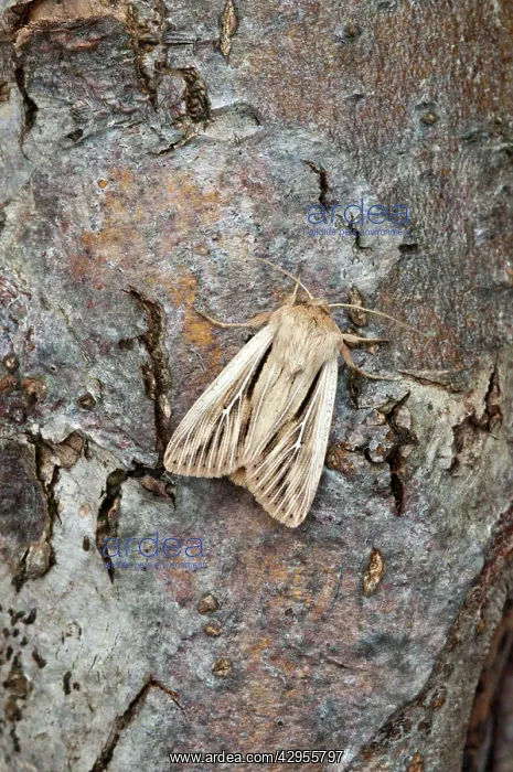 : Shoulder-striped Wainscot : Shoulder-striped Wainscot