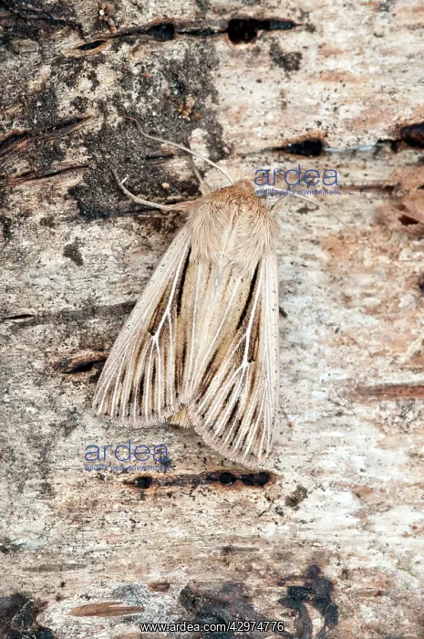 : Shoulder-striped Wainscot Moth - On trunk of birch tree : Shoulder-striped Wainscot Moth - On trunk of birch tree