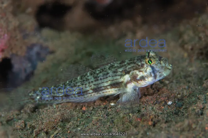 : Shoulderspot Goby : Shoulderspot Goby