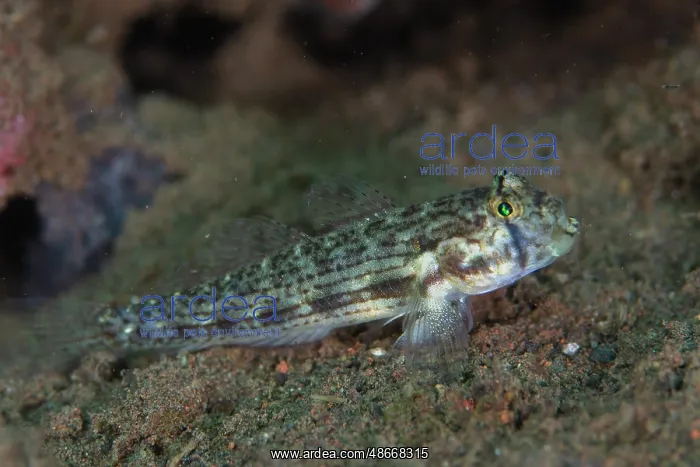 : Shoulderspot Goby - Batu Niti dive site, Seraya, Karangasem : Shoulderspot Goby - Batu Niti dive site, Seraya, Karangasem